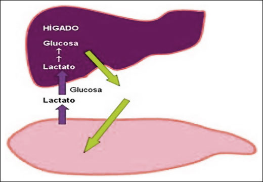 ACIDO LACTICO