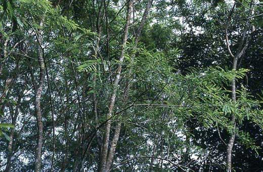 Phyllanthus emblica