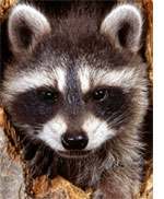 Mapache
