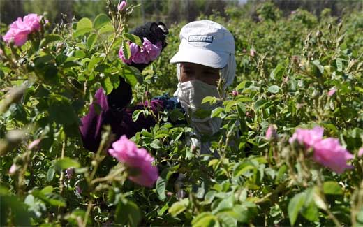 Rosa Damascena